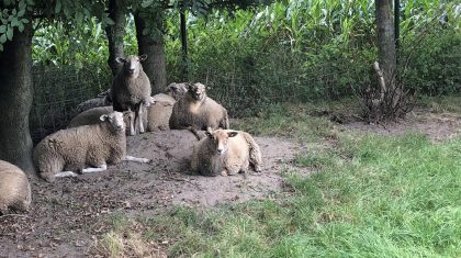 Rouwadvertentie-Harrie-Wijen-2