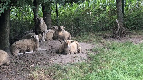 Rouwadvertentie-Harrie-Wijen-2