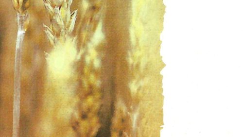 Rouwadvertentie-Pierre-Stals-2