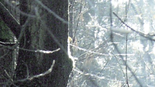 Rouwadvertentie-Wiel-van-den-Heurik-2