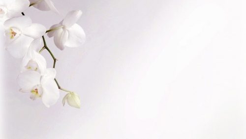 Rouwadvertentie-bloem