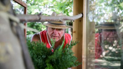 Rupsen-Koninginnepage-Nederweert-1