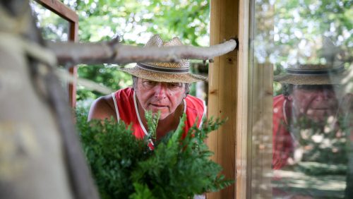 Rupsen-Koninginnepage-Nederweert-1