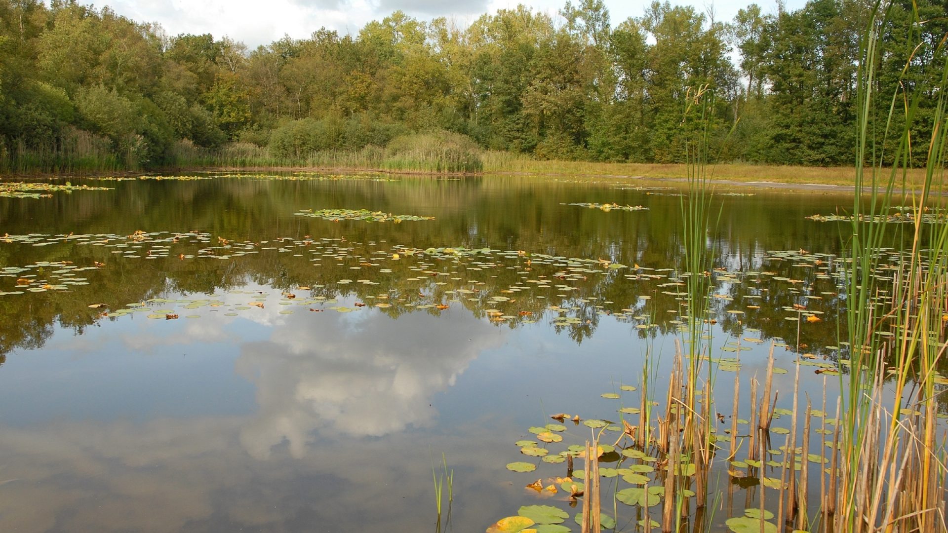 Foto | Het Limburgs landschap, Henk Heijligers.