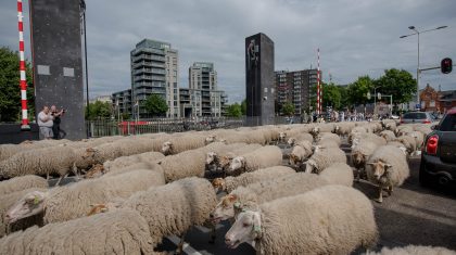 Schapen-door-Weert-23