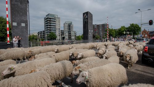 Schapen-door-Weert-23