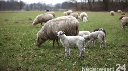 Schapen-drijven-in-Nederweert-bij-Sluis-1477
