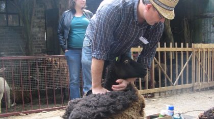 Schapen-scheren-Eynderhoof Schapen-scheren-Eynderhoof