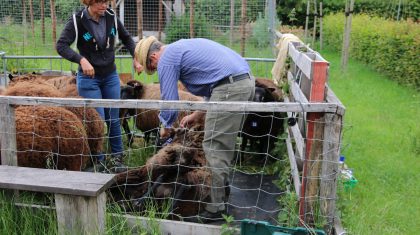 Schapen-scheren-in-Limburgs-Openlucht-Museum-Eynderhoof