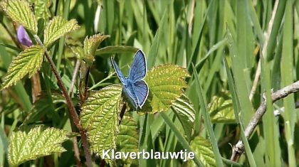 Schermafbeelding-2018-07-06-om-09