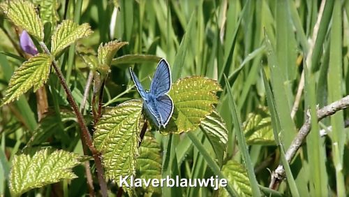 Schermafbeelding-2018-07-06-om-09