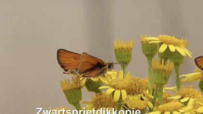 Schermafbeelding-2018-07-27-om-11