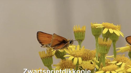 Schermafbeelding-2018-07-27-om-11