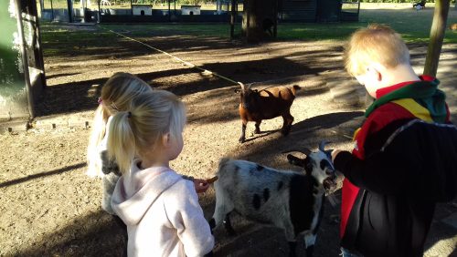 Scouting-nederweert-bevers-dierentuintje-bengele