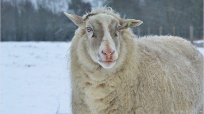 Sneeuw-Nederweert-Jan-Meeuws-6
