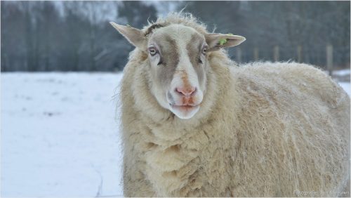 Sneeuw-Nederweert-Jan-Meeuws-6
