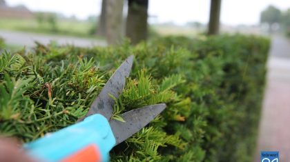 Snoeien-taxus-4500