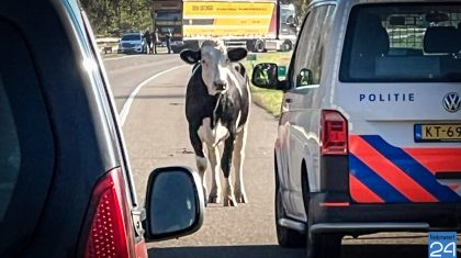 Stier-doodgeschoten-N280-bij-Horn-1 Stier-doodgeschoten-N280-bij-Horn-1
