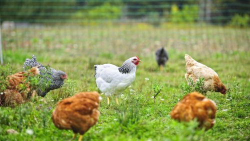 Foto | elenathewise - depositphotos.com