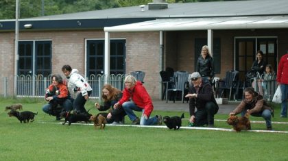 Teckelrennen-Ospeldijk