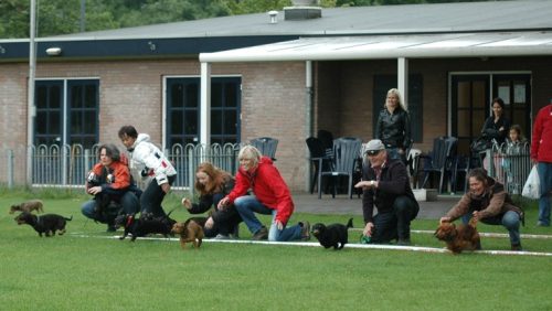 Teckelrennen-Ospeldijk