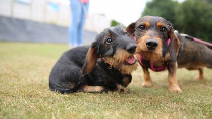 Teckelrun-Ospeldijk-2016-21