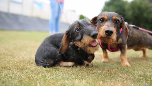 Teckelrun-Ospeldijk-2016-21