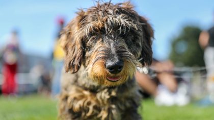 Teckelrun-Ospeldijk-2019-4