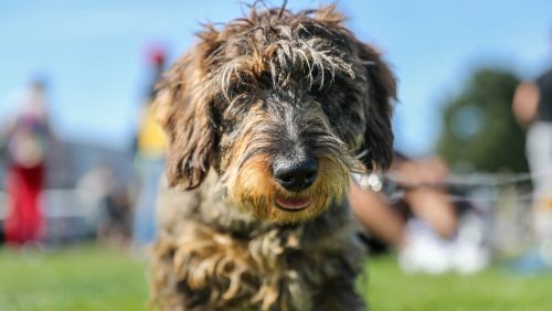 Teckelrun-Ospeldijk-2019-4