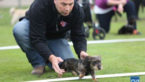 Teckelrun-Teckelrennen-Ospeldijk-foto-2015-5878