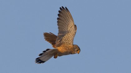 Torenvalk-Vogelwerkgroep-Nederweert-1 Torenvalk-Vogelwerkgroep-Nederweert-1