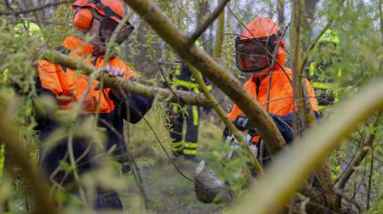 Treurwilg-omgewaaid-Rosselsweg-Nederweert-5
