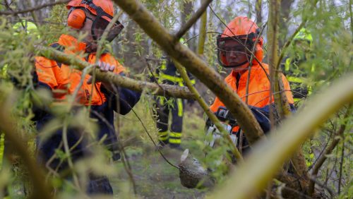 Treurwilg-omgewaaid-Rosselsweg-Nederweert-5