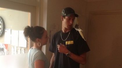 Valkparkiet-Nederweert-gevonden