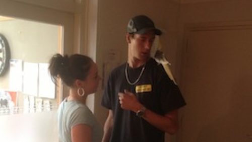 Valkparkiet-Nederweert-gevonden