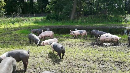 Varkens-Herenboederij-Weert
