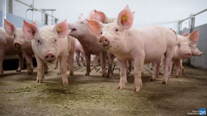 Varkens-Johan-Horst-2