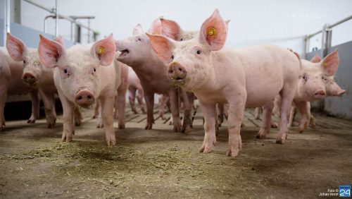 Varkens-Johan-Horst-2