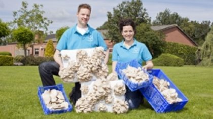 Verkooijen-Oesterzwammen1