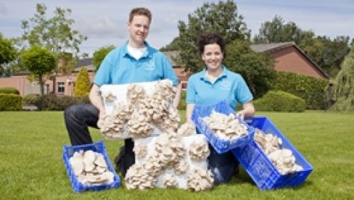 Verkooijen-Oesterzwammen1