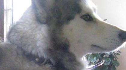 Vermist-Caya-Alaskan-malamute