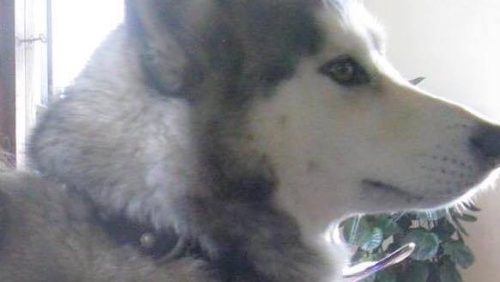 Vermist-Caya-Alaskan-malamute