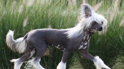 Vermistgestolen-Wizzard-naakthondje