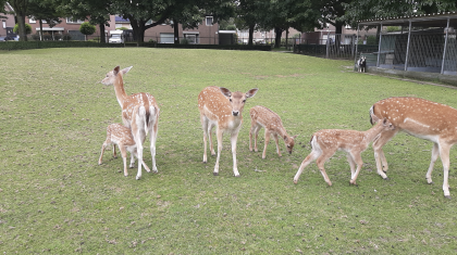 Vier-hertjes-en-mandarijneendjes-geboren-in-dierenweide-Florastraat-Nederweert1