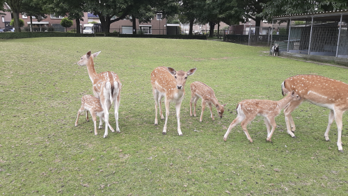 Vier-hertjes-en-mandarijneendjes-geboren-in-dierenweide-Florastraat-Nederweert1