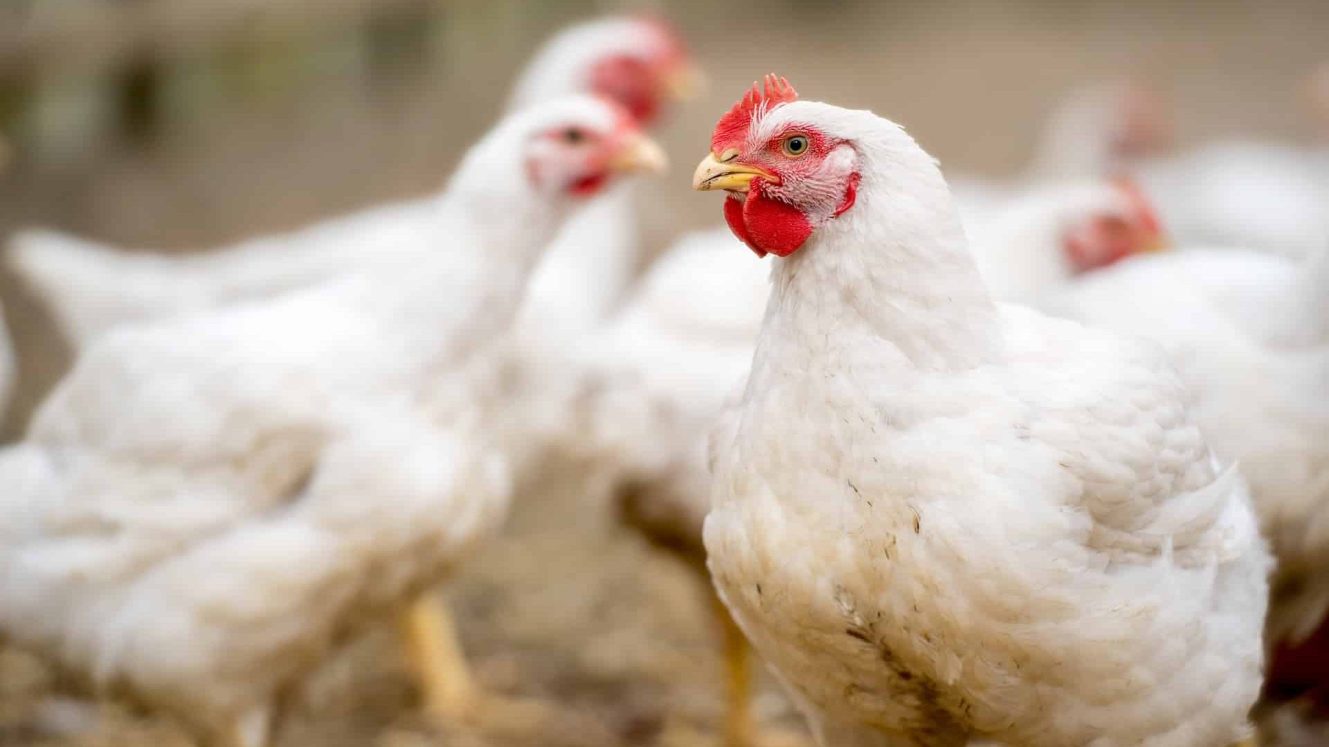 Foto | Snowboy Depositiphotos