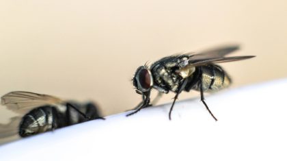 Foto | arrat.darkyugi@gmail.com depositphotos.com