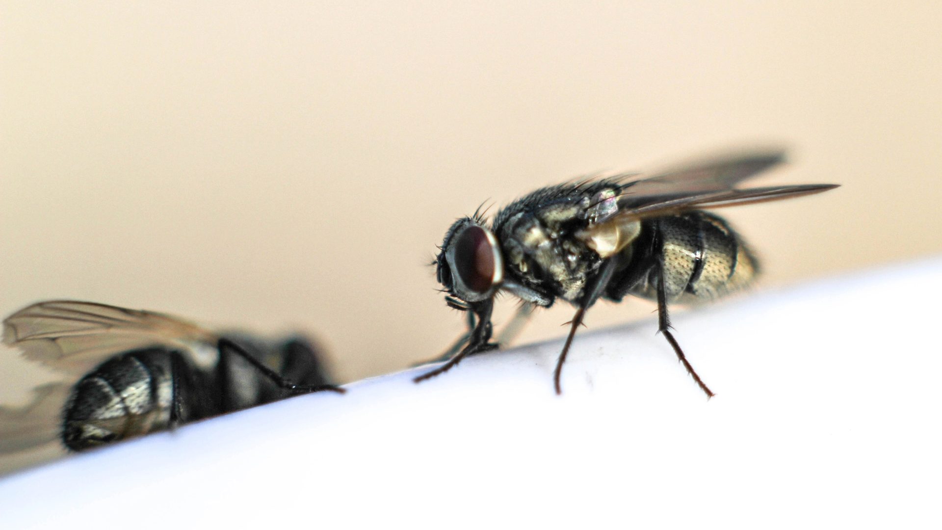 Foto | arrat.darkyugi@gmail.com depositphotos.com