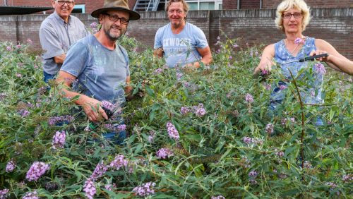 Vlinderpad-snoeien-1