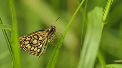Vlinders-kijken-en-luisteren-naar-Gerard-van-Kol-bij-De-Peel